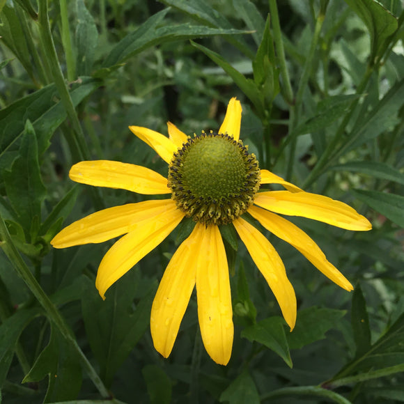 Rudbeckia californica - 2 gallon plant