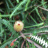 Banksia dryandroides - 5 gallon plant