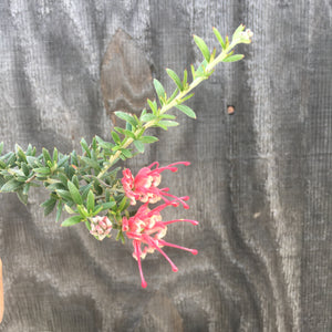 Grevillea lavandulacea 'O'Sullivan Beach' - 1 gallon plant