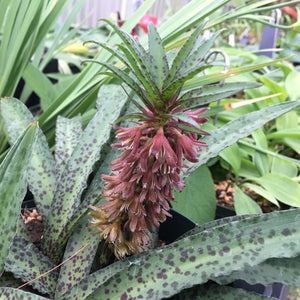 Eucomis vandermerwei - 6 inch plant