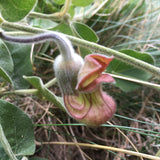 Aristolochia californica - 1 gallon plant