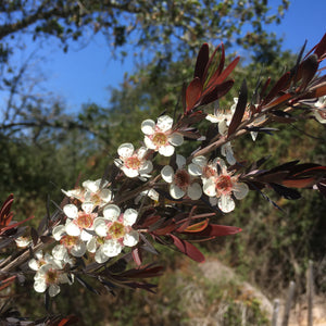 Leptospermum 'Dark Shadows' - 1 gallon plant