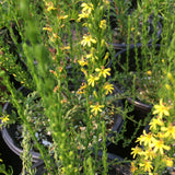 Goodenia viscidula - 2 gallon plant