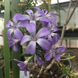 Cantua volcanica - 1 gallon plant