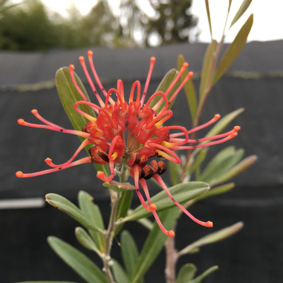 Grevillea olivacea (red flower) - 2 gallon plant