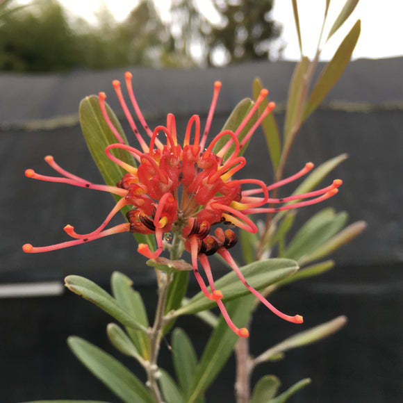 Grevillea olivacea (red flower) - 5 gallon plant