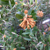Grevillea 'Poorinda Leane' - 1 gallon plant