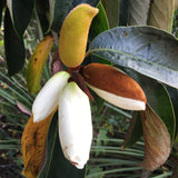 Magnolia doltsopa - 2 gallon plant
