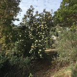 Magnolia doltsopa - 2 gallon plant