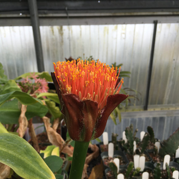 Scadoxus puniceus - 1 gallon plant