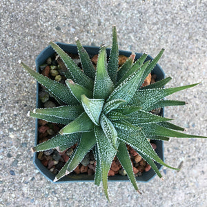 Haworthia fasciata - 6 inch plant