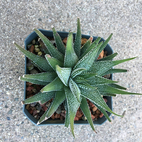 succulent haworthia fasciata Haworthia fasciata
