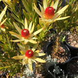 Leucadendron 'Startreuse' (male cultivar) - 2 gallon plant