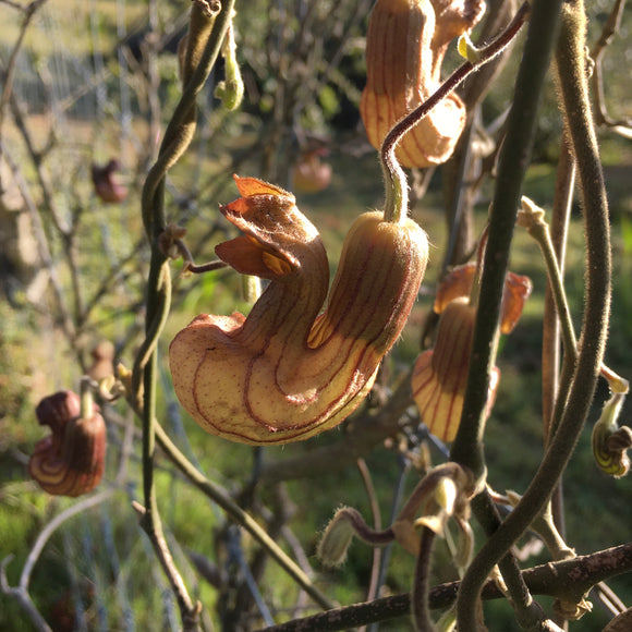 Aristolochia californica - 1 gallon plant