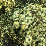 Phebalium glandulosum 'Sunsplash' - 1 gallon plant