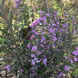 Hovea purpurea - 1 gallon plant
