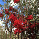 Grevillea 'Winpara Gem' - 1 gallon plant