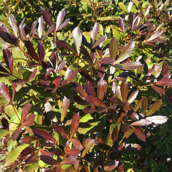 Pseudopanax discolor - 1 gallon plant