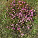 Acmadenia obtusata - 1 gallon plant