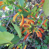 Halleria lucida - 1 gallon plant