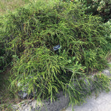 Adenostoma fasciculatum - 1 gallon plant