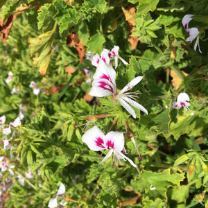 Pelargonium ribifolium - 1 gallon plant