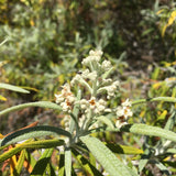 Buddleja knappii - 1 gallon plant