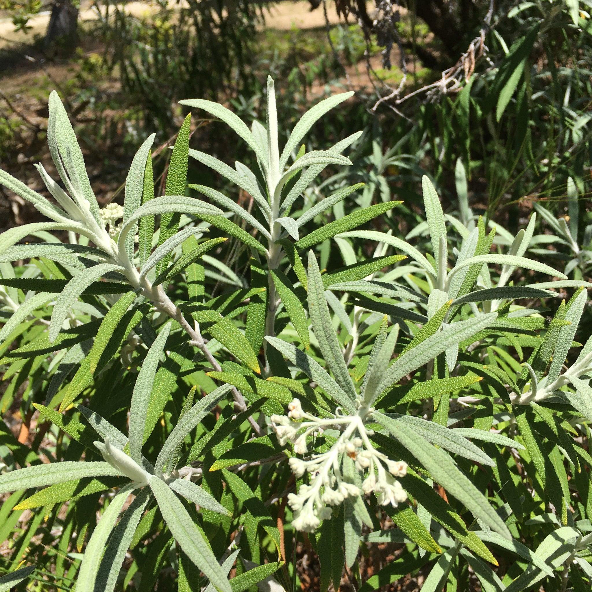 Buddleja knappii