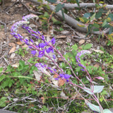 Veronica perfoliata - 1 gallon plant