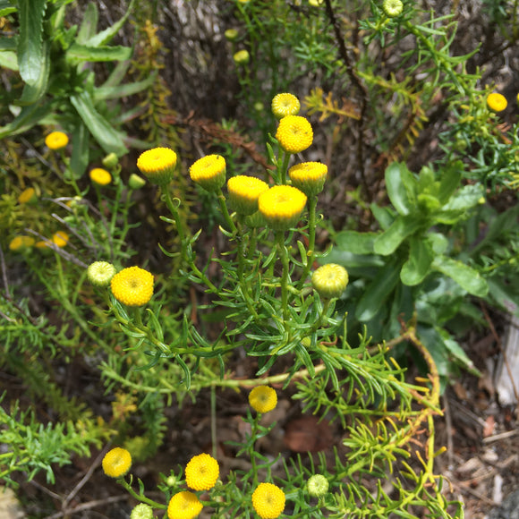 Chrysocoma cernua - 1 gallon plant