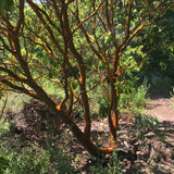 Arbutus andrachne - 1 gallon plant