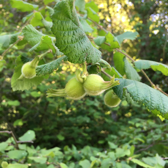 Corylus cornuta - 1 gallon plant