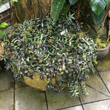 Pellionia deveauana - 6 inch hanging plant