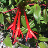 Fuchsia 'Fanfare' - 1 gallon plant