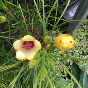 Alyogyne hakeifolia (yellow flower/red center) - 1 gallon plant