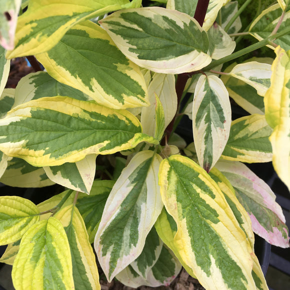 Cornus sericea 'Hedgerows Gold' - 1 gallon plant