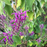Teucrium betonicum - 1 gallon plant