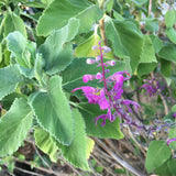 Teucrium betonicum - 1 gallon plant