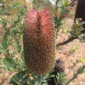 Banksia praemorsa (wine-colored flower)- 5 gallon plant
