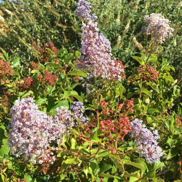 Ceanothus 'Gloire de Versailles' - 1 gallon plant