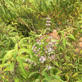 Aloysia citriodora - 1 gallon plant