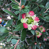 Leptospermum spectabile - 1 gallon plant