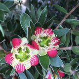 Leptospermum spectabile - 1 gallon plant