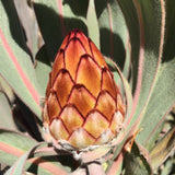 Protea lorifolia - 2 gallon plant