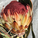 Protea lorifolia - 2 gallon plant