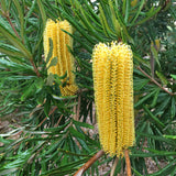 Banksia seminuda (yellow flower) - 2 gallon plant