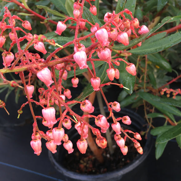 Comarostaphylis glaucescens - 1 gallon plant