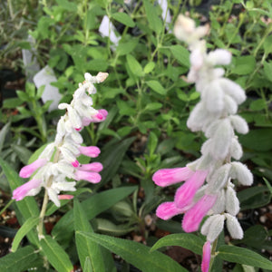 Salvia leucantha 'Velour Pink' - 1 gallon plant