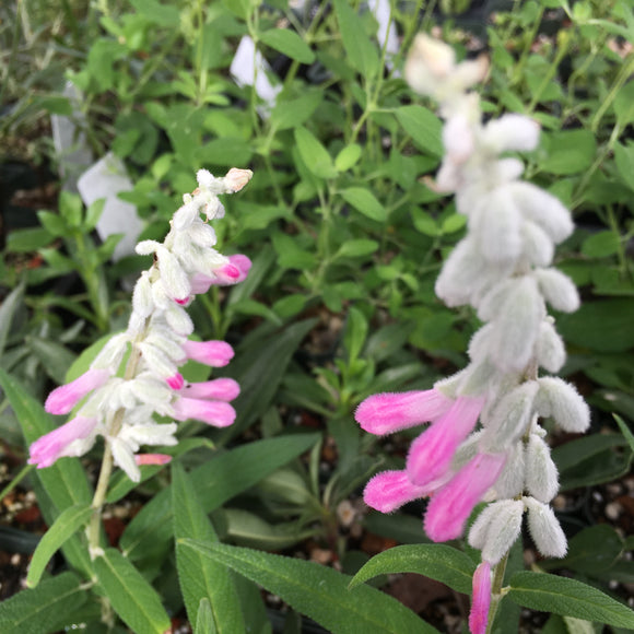 Salvia leucantha 'Velour Pink' - 1 gallon plant