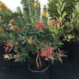 Comarostaphylis glaucescens - 1 gallon plant